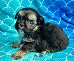 Small Photo #3 ShihPoo Puppy For Sale in SILEX, MO, USA