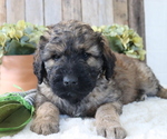 Small Photo #1 Goldendoodle Puppy For Sale in HONEY BROOK, PA, USA