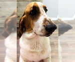 Small #3 Basset Hound