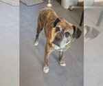Small #2 Mutt