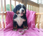 Puppy Puppy 6 Bernese Mountain Dog