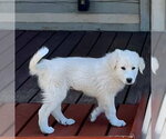 Small Akbash-Great Pyrenees Mix