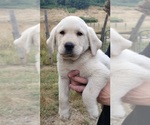 Puppy White male Labrador Retriever