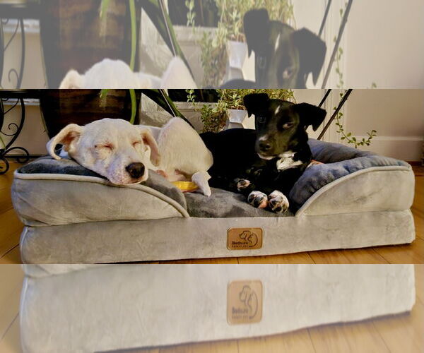 Medium Photo #10 Chihuahua-Labrador Retriever Mix Puppy For Sale in Virginia Beach, VA, USA