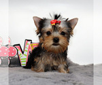 Small #3 Yorkshire Terrier