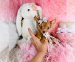 Small #15 Chihuahua