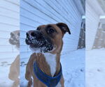 Small #6 Boxer Mix