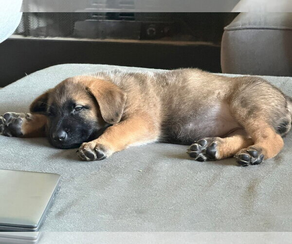 Medium Photo #1 Mutt Puppy For Sale in Germantown, OH, USA