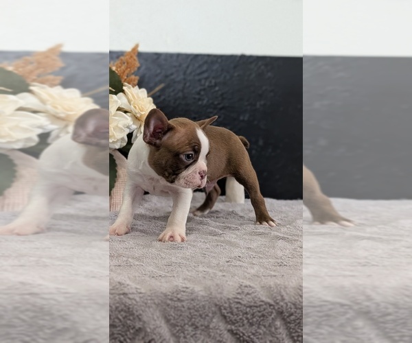 Medium Photo #11 Boston Terrier Puppy For Sale in GOSHEN, IN, USA