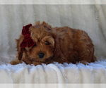 Small #3 Cavapoo-Poodle (Miniature) Mix