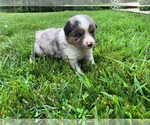 Small Photo #4 Miniature Australian Shepherd Puppy For Sale in PURDY, MO, USA