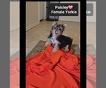 Small #2 Yorkshire Terrier