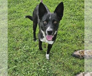 Border Collie-Unknown Mix Dogs for adoption in Camarillo, CA, USA