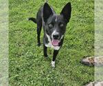 *TWAIN - Male Border Collie-Unknown Mix Dog for Adoption - Small photo