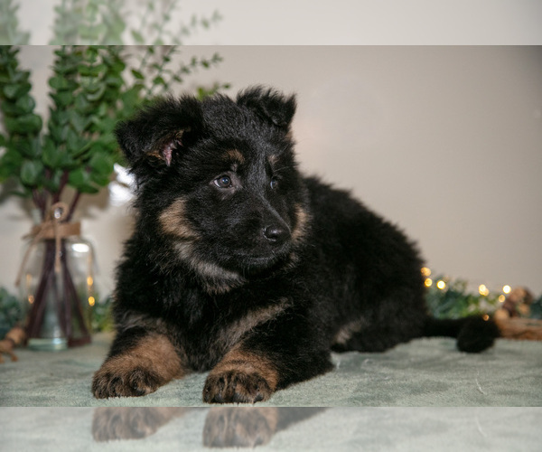 Medium Photo #4 German Shepherd Dog Puppy For Sale in SHIPSHEWANA, IN, USA