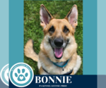 Small #3 German Shepherd Dog