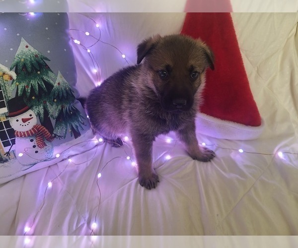 Medium Photo #10 German Shepherd Dog Puppy For Sale in MONTREAL, MO, USA