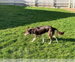 Small #17 Border Collie