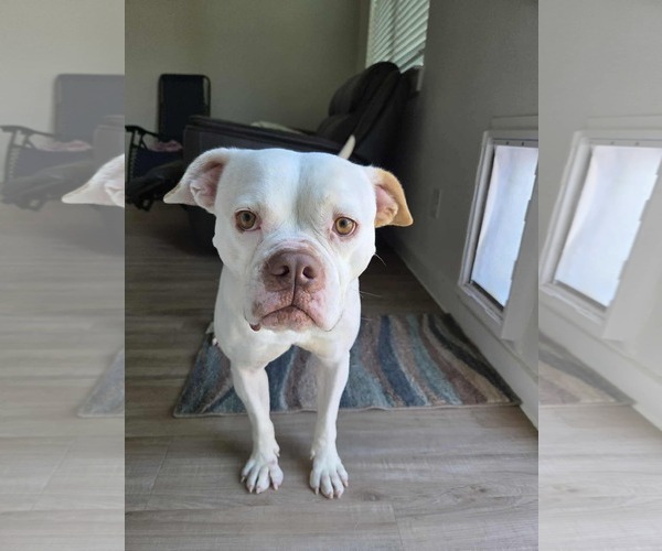 Medium Photo #1 American Bulldog-Unknown Mix Puppy For Sale in Dallas, TX, USA