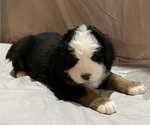 Small Photo #9 Bernese Mountain Dog Puppy For Sale in GREEN FOREST, AR, USA