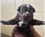 Small #1 Mutt