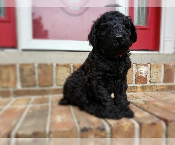 Medium Photo #26 Poodle (Standard) Puppy For Sale in DYERSBURG, TN, USA