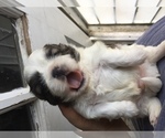 Puppy 0 Shih Tzu