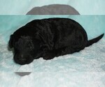 Small #1 Labradoodle