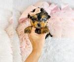 Small #10 Yorkshire Terrier