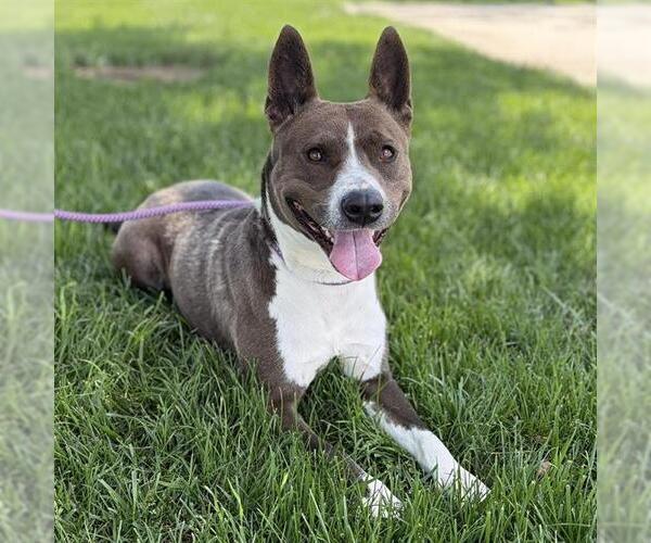 Medium Photo #1 Collie-Unknown Mix Puppy For Sale in Modesto, CA, USA