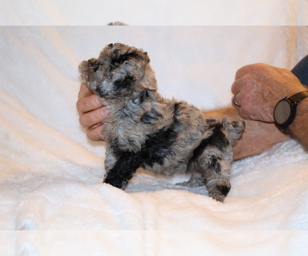 Medium Photo #4 Poodle (Toy) Puppy For Sale in DYERSBURG, TN, USA