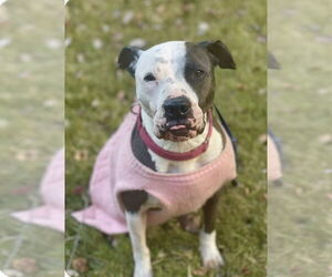 American Bulldog-American Staffordshire Terrier Mix Dogs for adoption in Atlanta, GA, USA