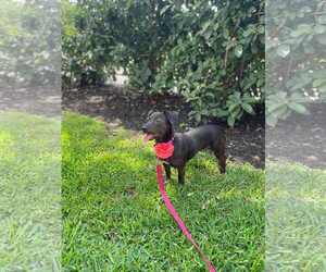 Chiweenie Dogs for adoption in Princeton, MN, USA