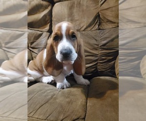 Basset Hound Puppy for sale in MARKESAN, WI, USA