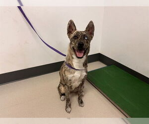 - Mix Dogs for adoption in Corona, CA, USA