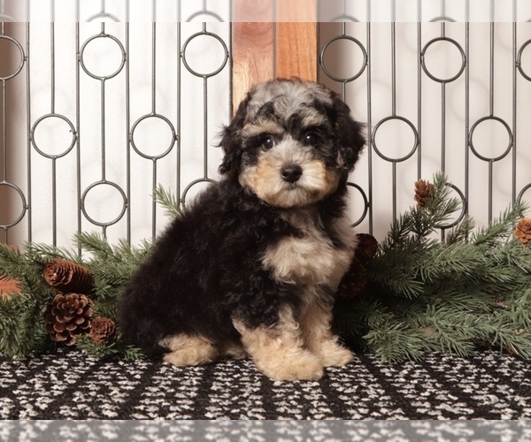 Medium Photo #8 Poochon Puppy For Sale in NAPLES, FL, USA
