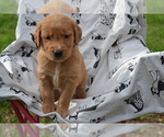 Small #3 Golden Retriever