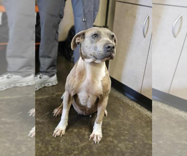 Medium Photo #1 Mutt Puppy For Sale in Rockwall, TX, USA