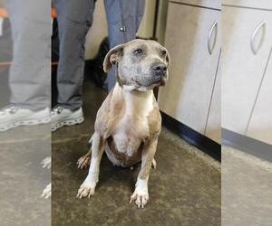 Mutt Dogs for adoption in Rockwall, TX, USA