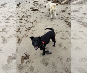 Labrador Retriever-Unknown Mix Dogs for adoption in San Diego, CA, USA