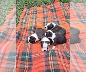 Boston Terrier Puppy for sale in HARMONY, ME, USA