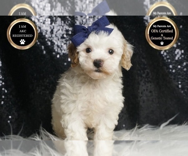 Medium Photo #114 Poodle (Toy) Puppy For Sale in WARSAW, IN, USA