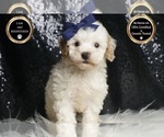 Small Photo #114 Poodle (Toy) Puppy For Sale in WARSAW, IN, USA
