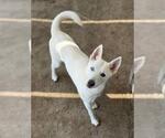 Small Siberian Husky Mix