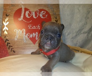 French Bulldog Puppy for sale in PAWTUCKET, RI, USA