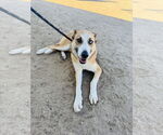 Small #2 Mutt