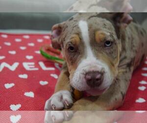 American Bully Puppy for sale in BROCKTON, MA, USA