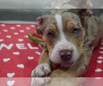 Small Photo #1 American Bully Puppy For Sale in BROCKTON, MA, USA