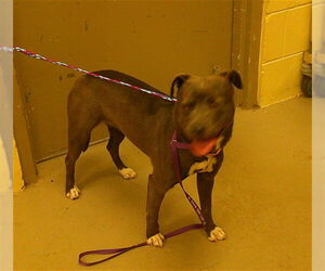 Mutt Dogs for adoption in Sanford, FL, USA