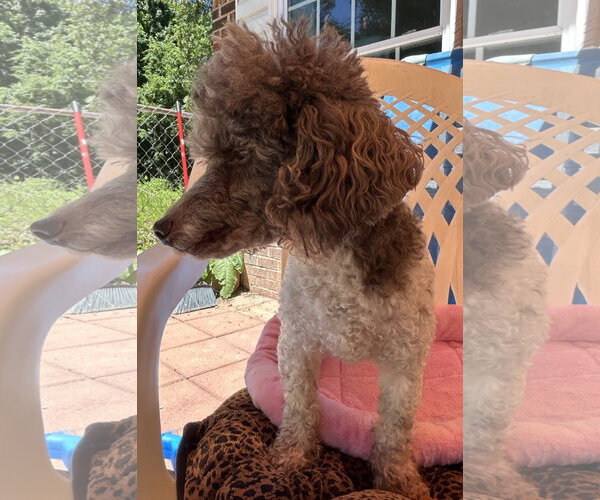 Medium Photo #6 Poodle (Miniature) Puppy For Sale in Pacolet, SC, USA